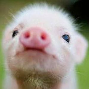 Meet your Posher, Gina